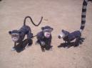 Monkeys